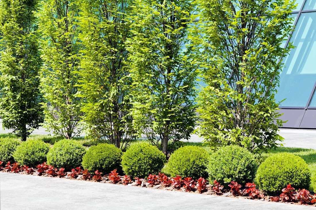 Commercial Landscaping Service Fresno
